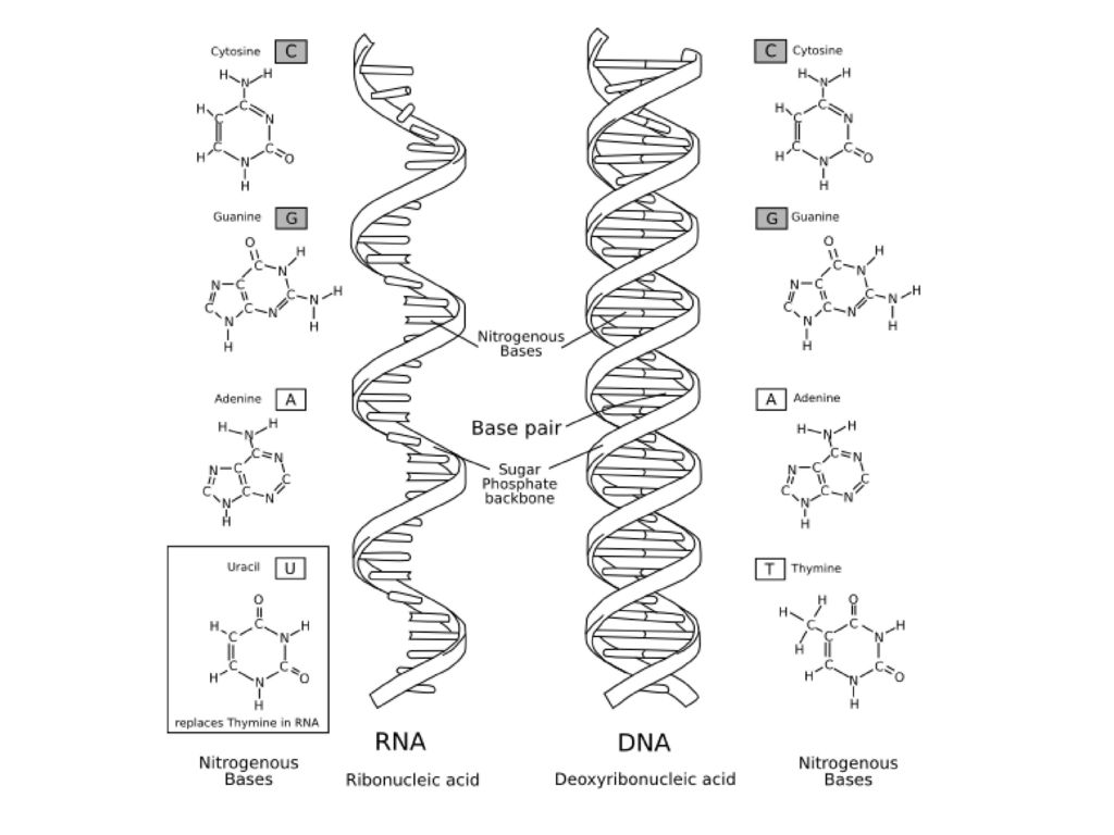 Рисунок молекулы рнк. Структура молекулы РНК. Строение молекулы ДНК И РНК. Строение молекулы РНК. Структура нуклеиновых кислот ДНК И РНК.