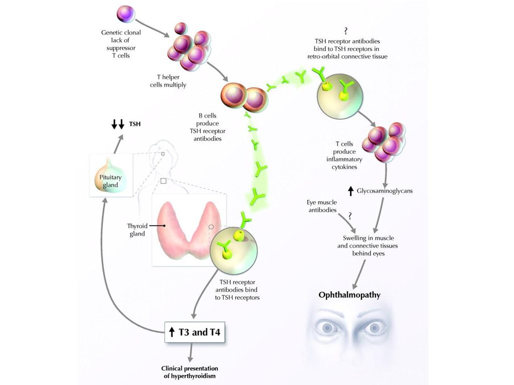 2.C.1 Feedback Mechanisms Organisms use feedback mechanisms to maintain ... Biology Diagrams