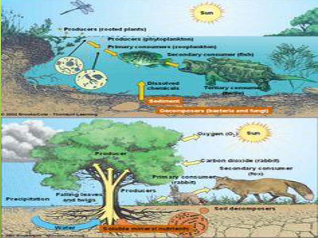 Ecology Lesson ppt download