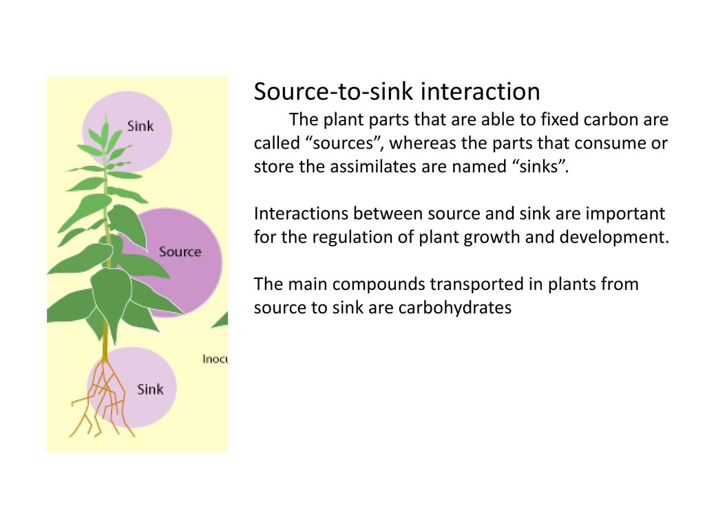Source-to-sink interaction - ppt download