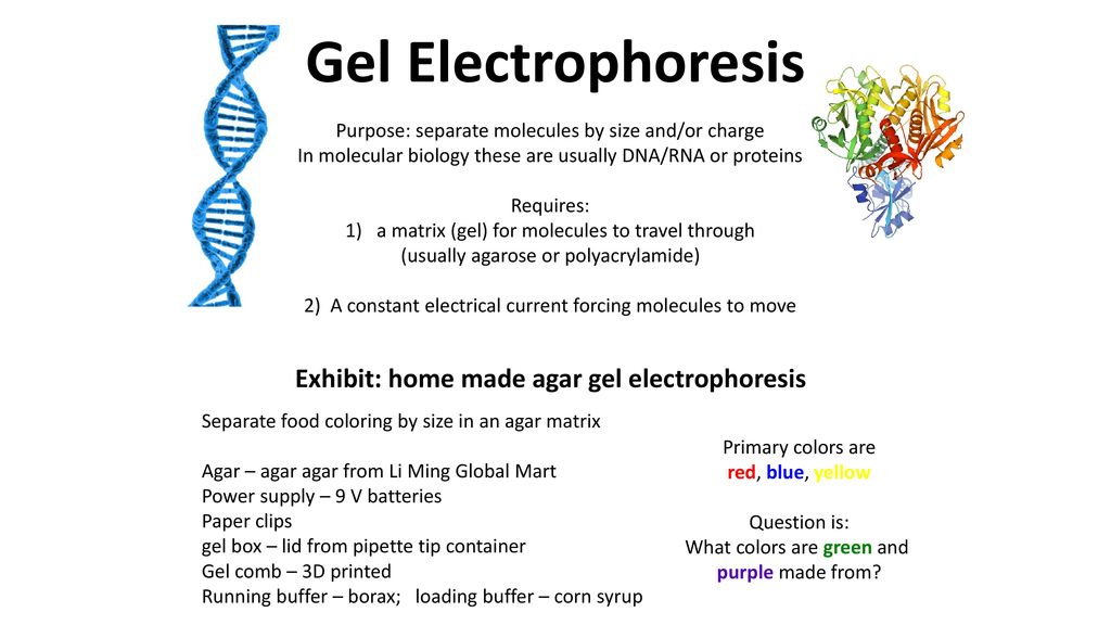 Gel Electrophoresis Exhibit Home Made Agar Gel Electrophoresis Ppt Download