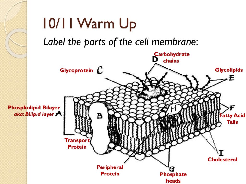 cell membrane diagram label