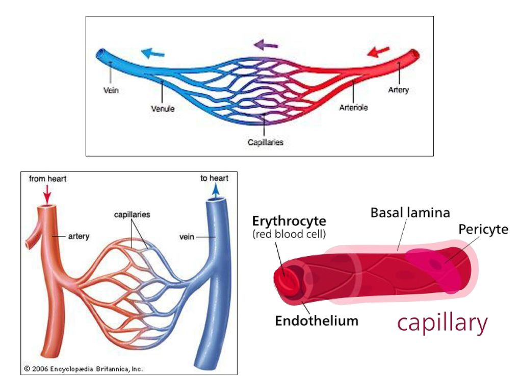 Blood Vessels Circulatory System. Biology Diagrams