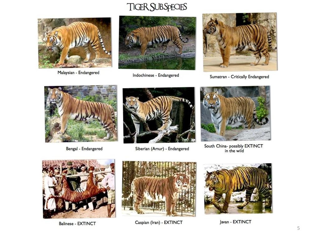 Названия видов тигров. Название тигров. Тигры разных пород. Разновидность тигров с фотографиями и названиями пород. Виды тигров названия на русском.