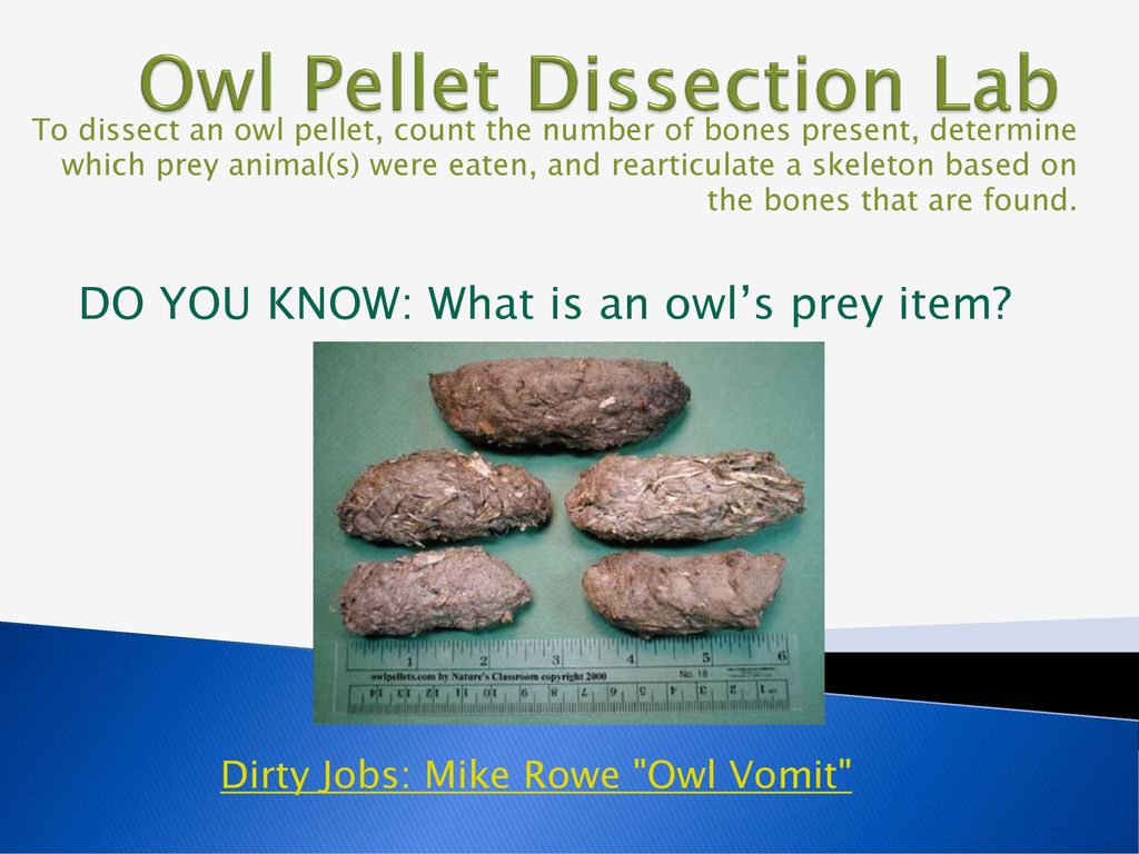 Owl pellet dissection lab worksheet