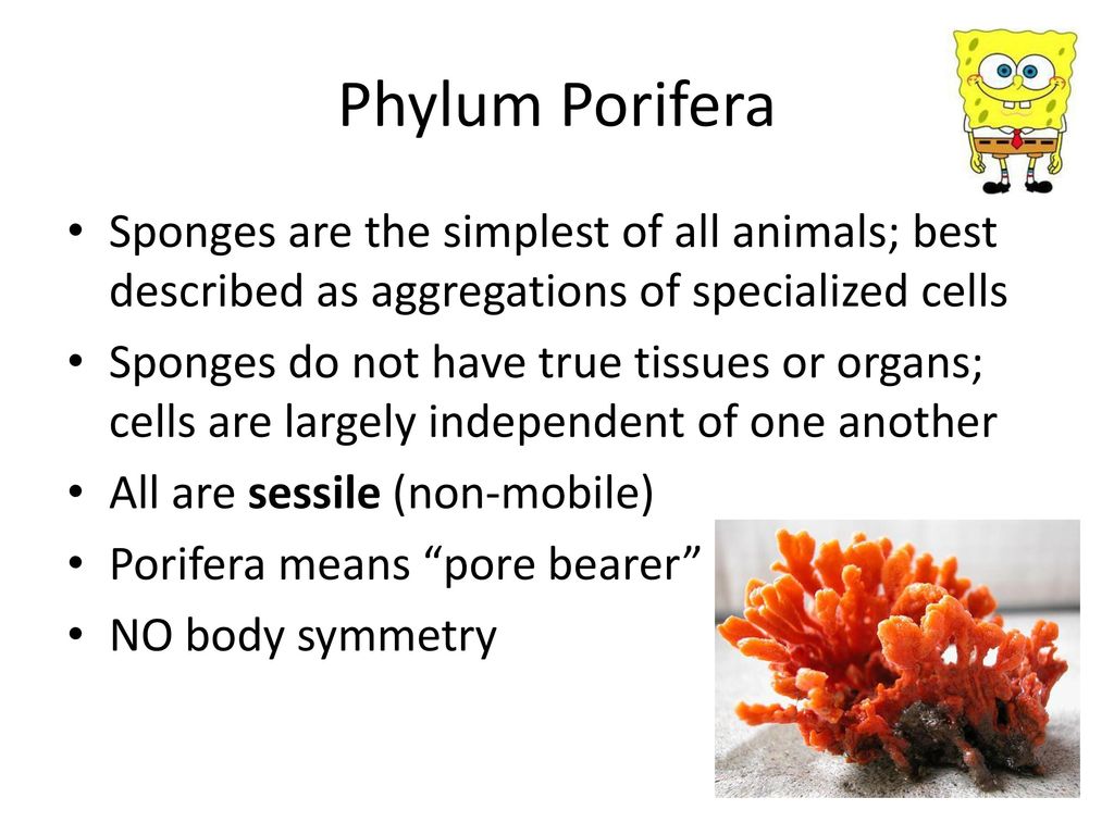 Phylum Porifera Sponges are the simplest of all animals; best described as  aggregations of specialized cells Sponges do not have true tissues or  organs; - ppt download
