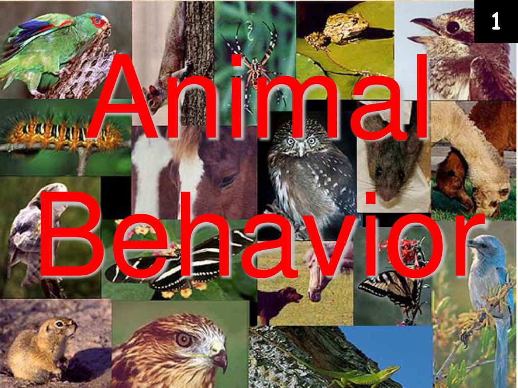 1 Animal Behavior. - ppt download