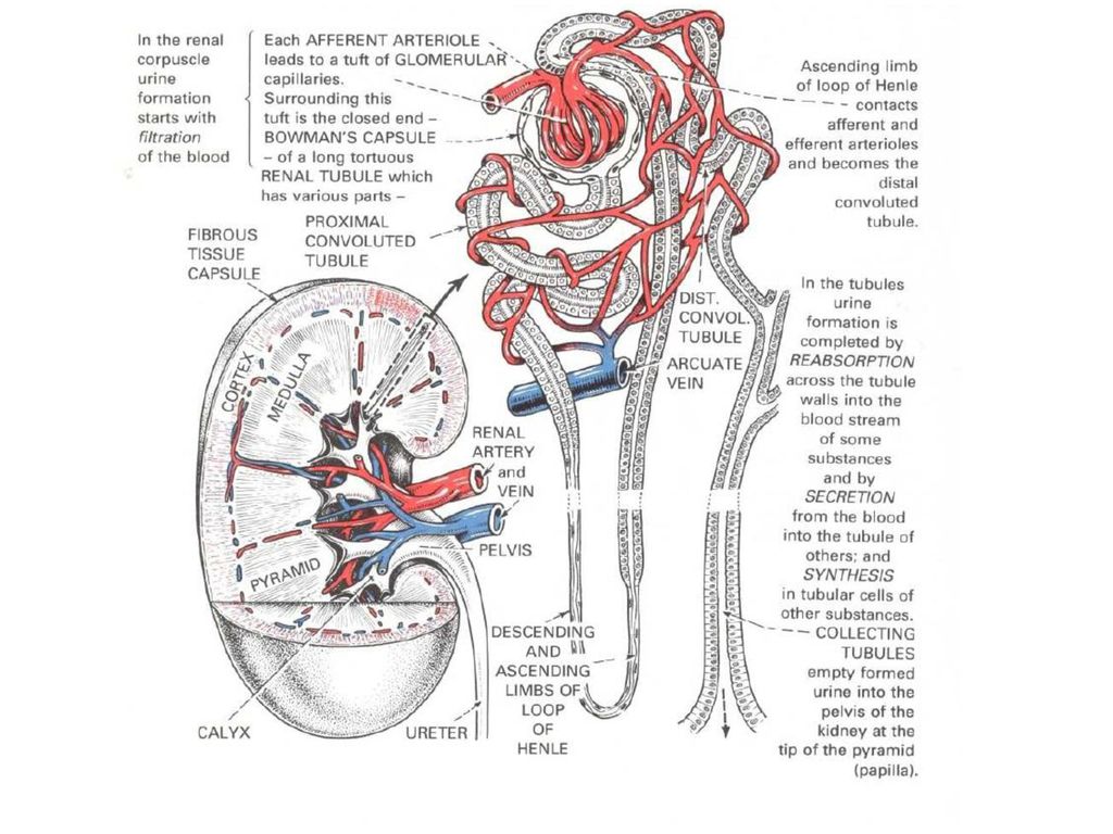 Irfan Idris Physiology Department, Medical Faculty, UNHAS Biology Diagrams
