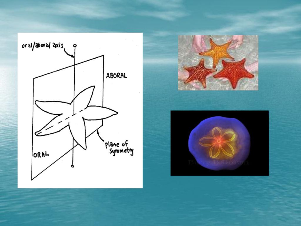 phylum-echinodermata-ppt-download