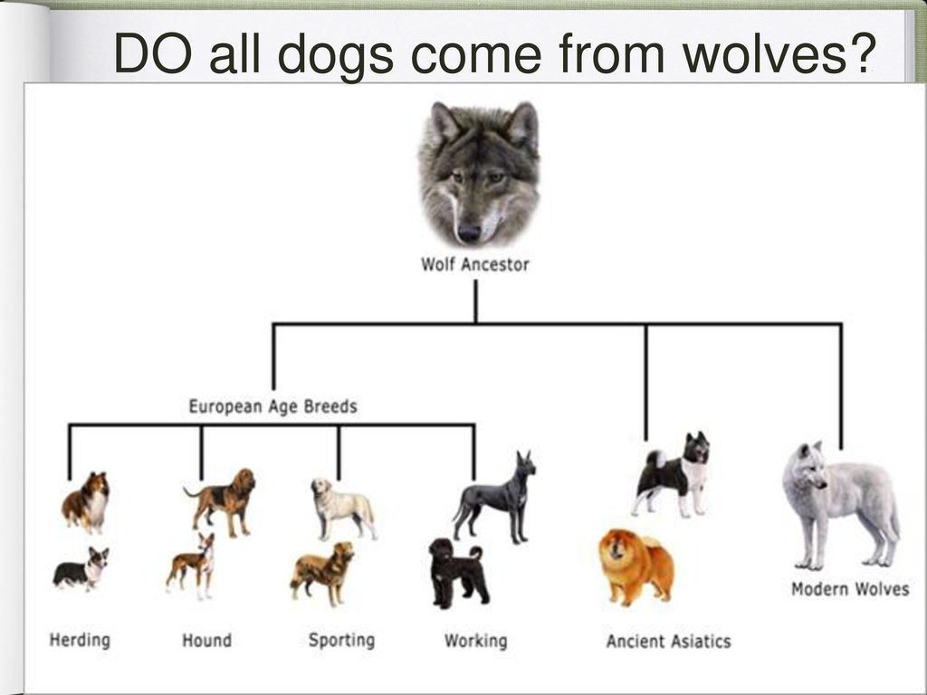 are dogs and wolves genetically identical