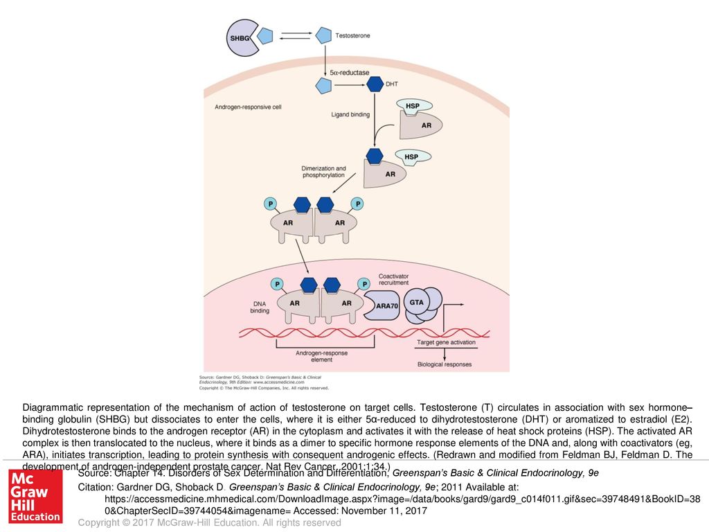 Diagrammatic representation of the mechanism of action of testosterone on  target cells. Testosterone (T) circulates in association with sex hormone– binding. - ppt download