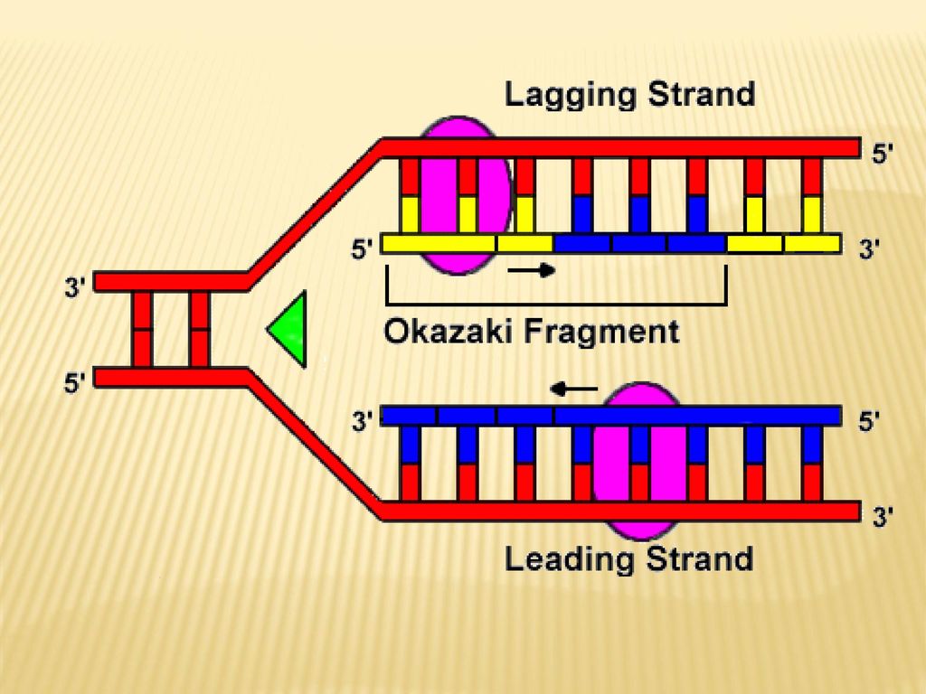 Replication of DNA. - ppt download