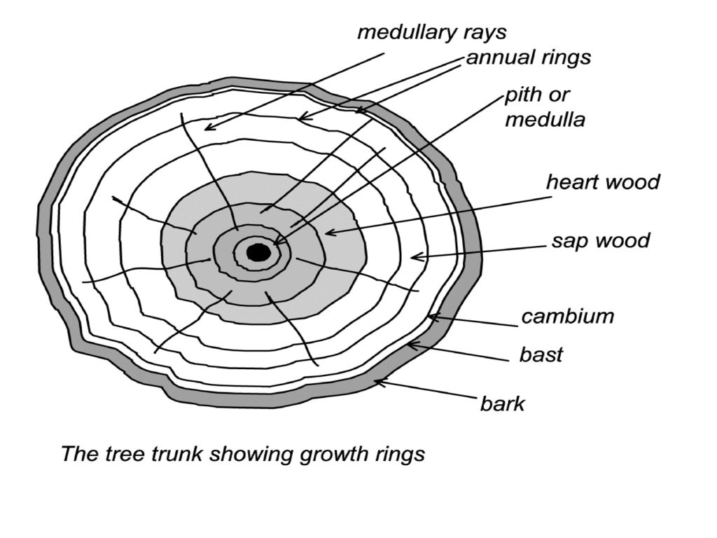 Cross section of a tree trunk and stump - Visual Dictionary
