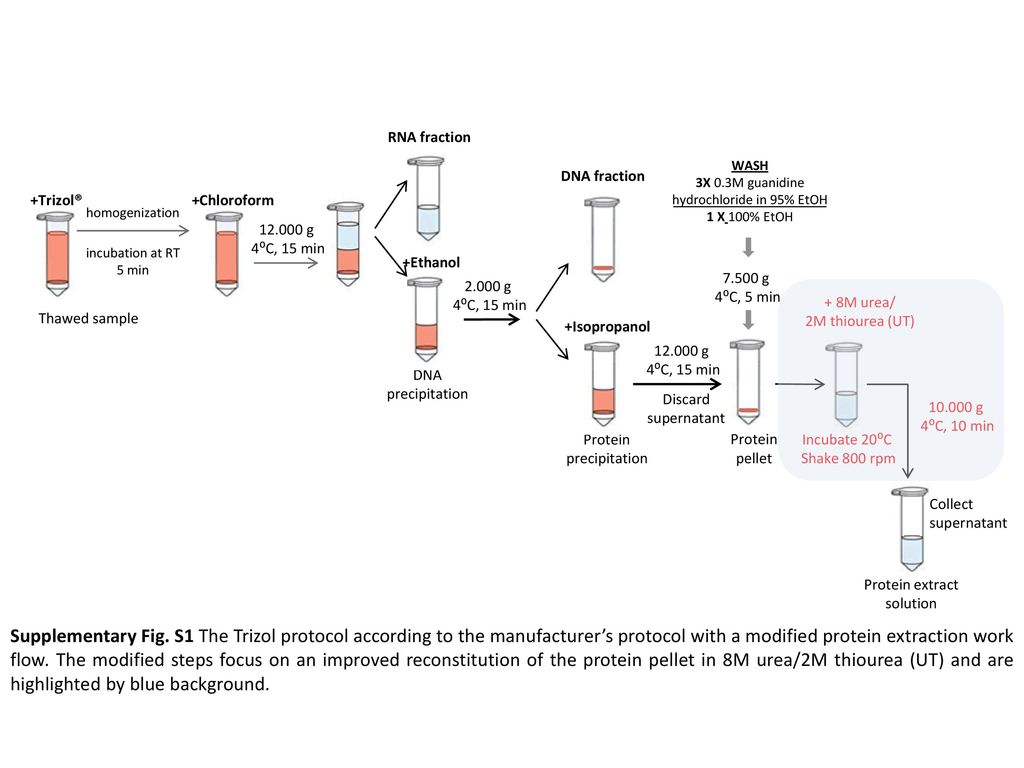 Rna Fraction Wash 3x 0 3m Guanidine Hydrochloride In 95 Etoh Ppt Download