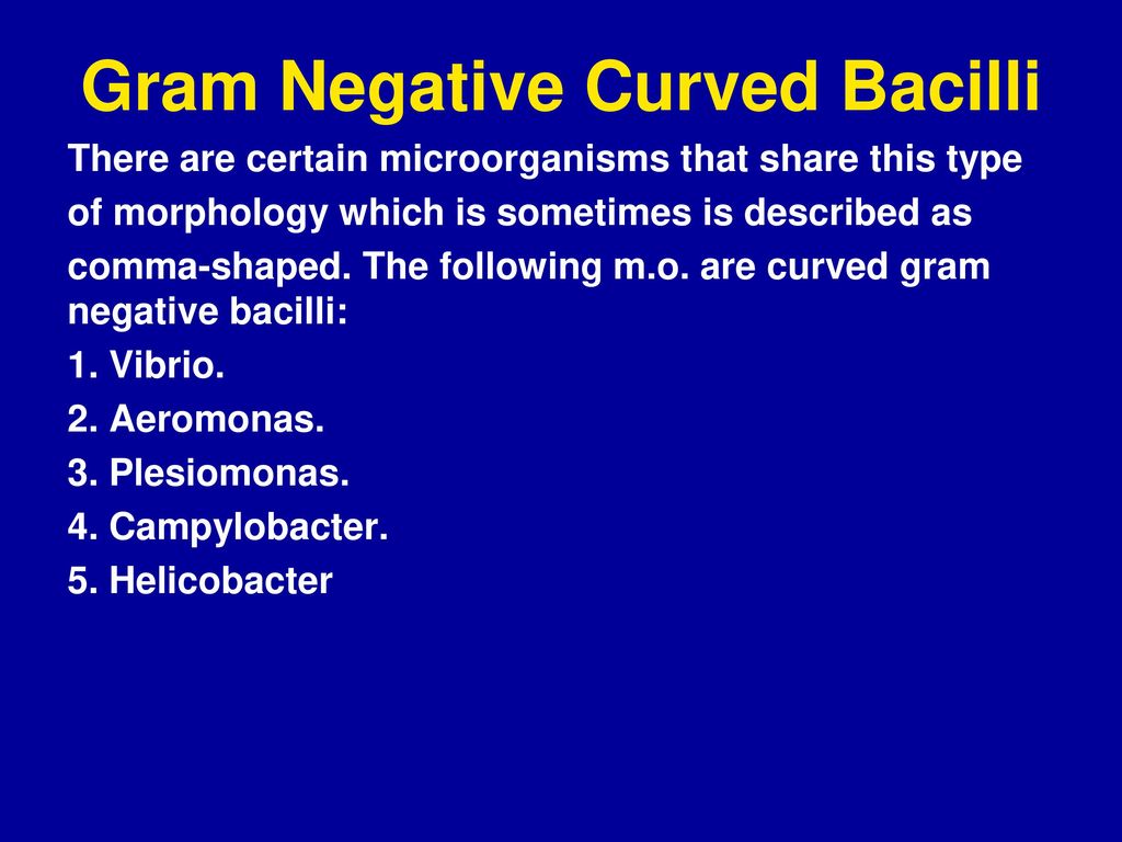 Gram Negative Curved Bacilli - ppt download