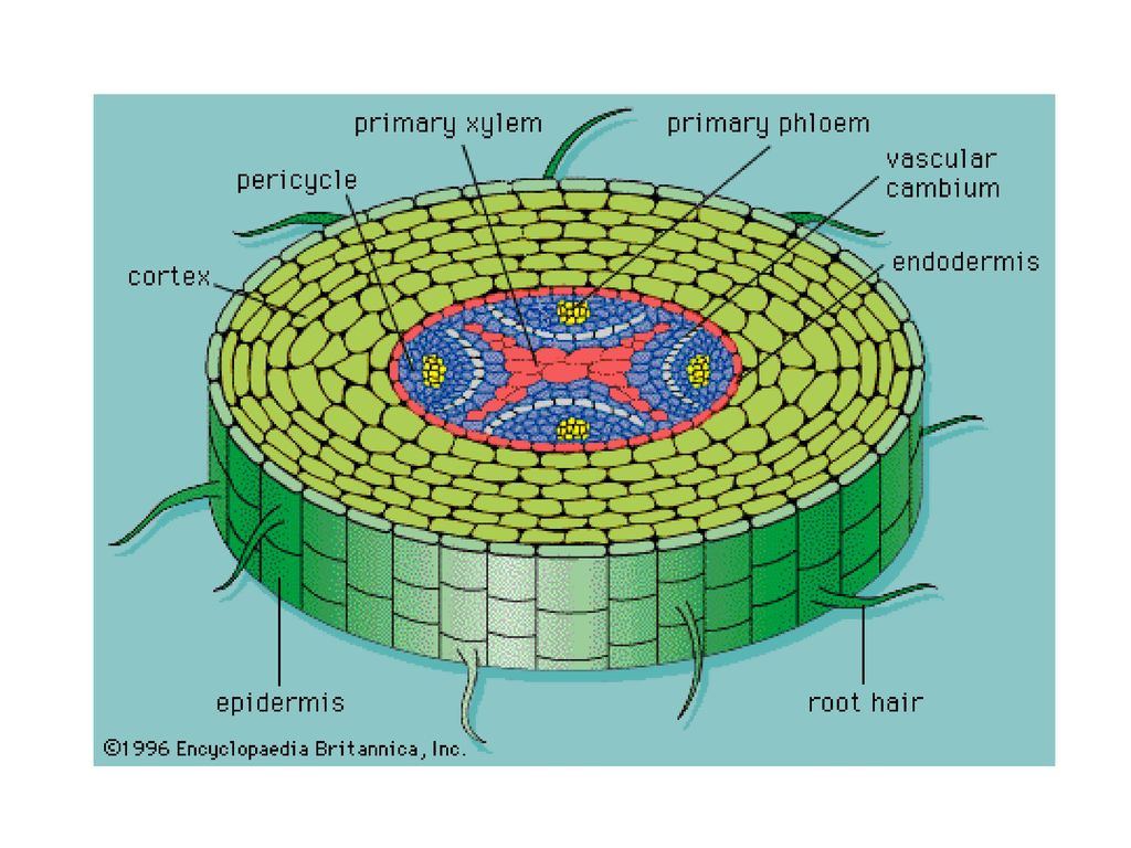 Флоэма ядра. Флоэма. Ксилема и флоэма. The Primary structure of the root.. Graph follicle structure.