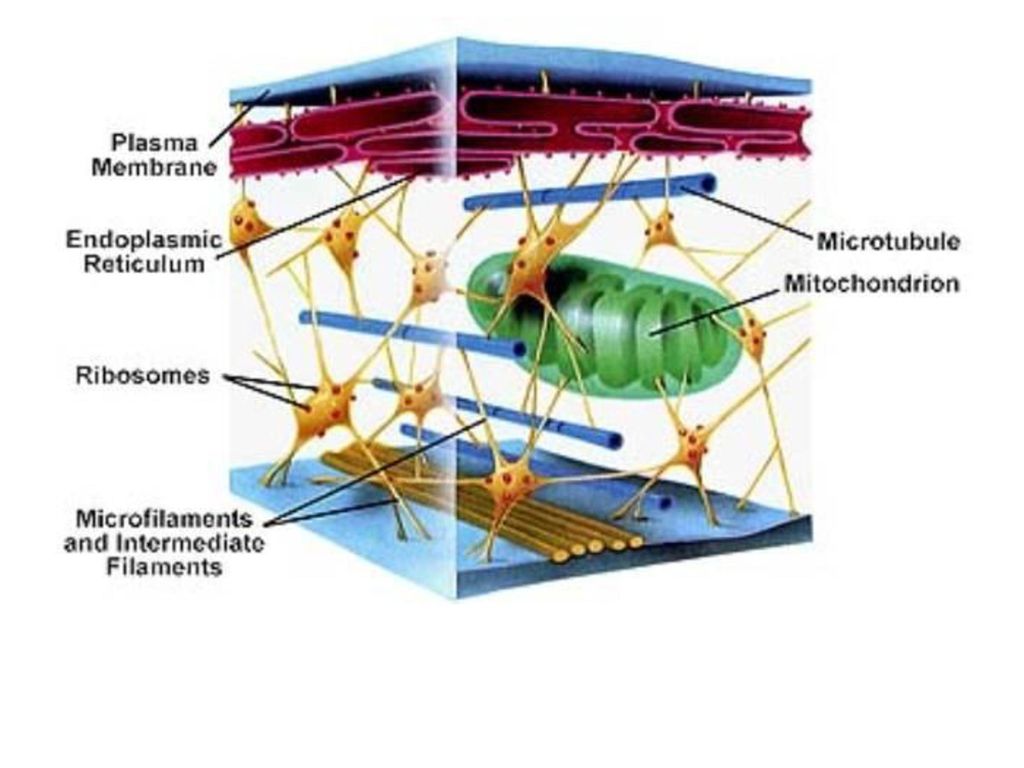 Цитоскелет клетки какой органоид. Строение цитоскелета рисунок. Цитоскелет клетки. Рисунок цитоскелета клетки. Цитоскелет нейрона.