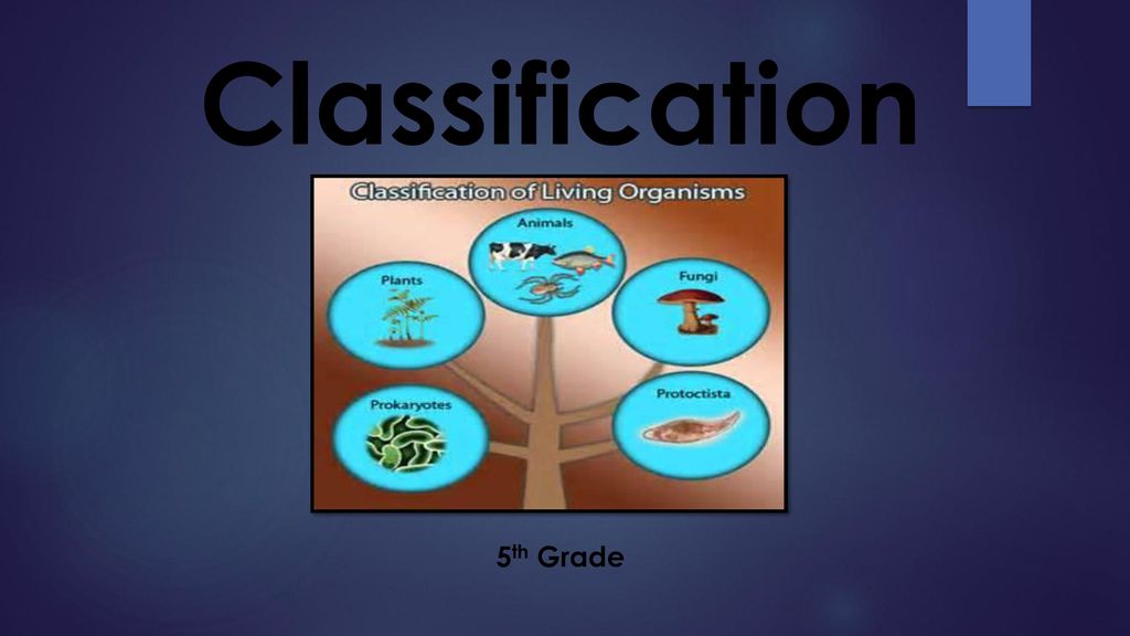 Classification 5th Grade - ppt download