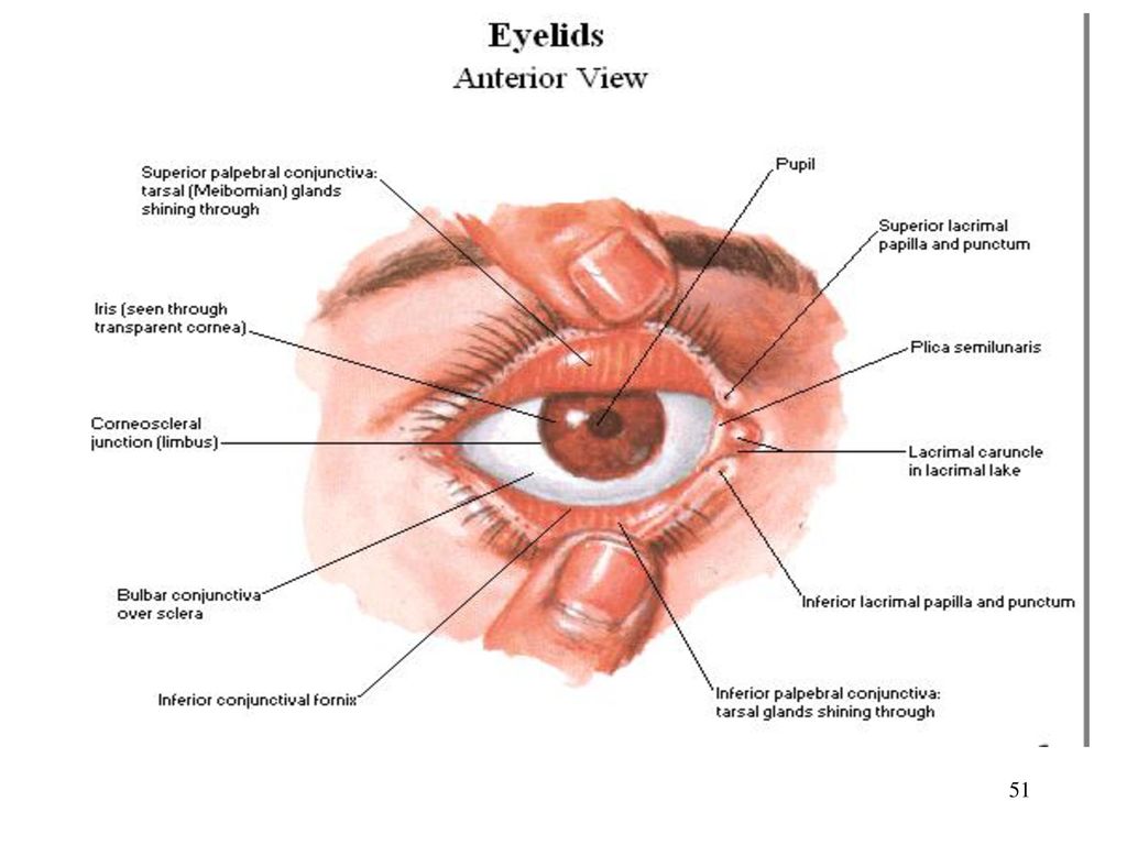Нижний мешок глаза. Конъюнктивальный мешок глаза анатомия. Верхний конъюнктивальный мешок анатомия. Нижний конъюнктивальный мешок. Строение глаза человека конъюнктивальный мешок.