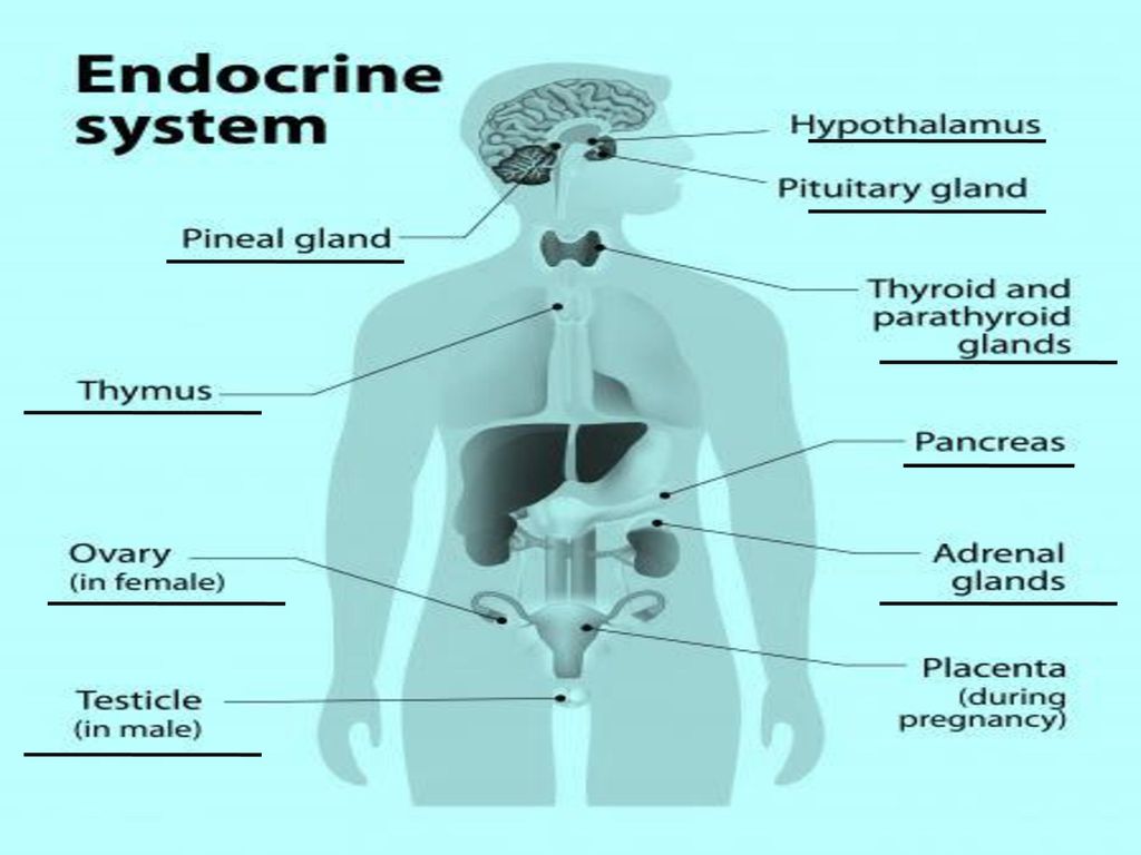 Human Endocrine system Biology Diagrams