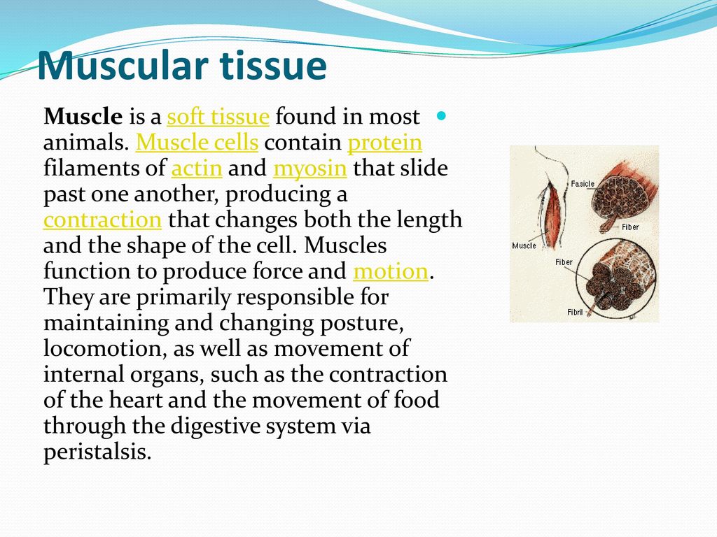 Muscular Tissue Muscle Is A Soft Tissue Found In Most Animals Muscle Cells Contain Protein Filaments Of Actin And Myosin That Slide Past One Another Ppt Download