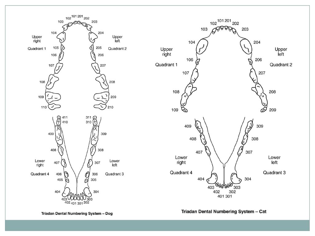 Gastrointestinal System - Ppt Download