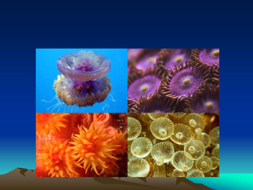 Invertebrate Phyla ID Game! - ppt download