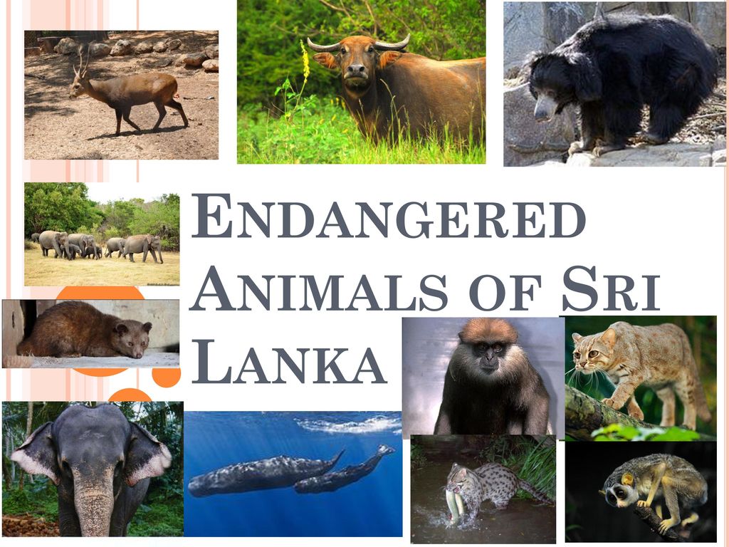 Endangered Animals of Sri Lanka - ppt download