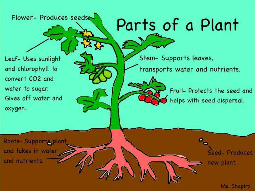 Plants task. Parts of a Plant. Parts of Plants and Trees презентация. Растение in English for Kids. Plant a Plant for Kids.