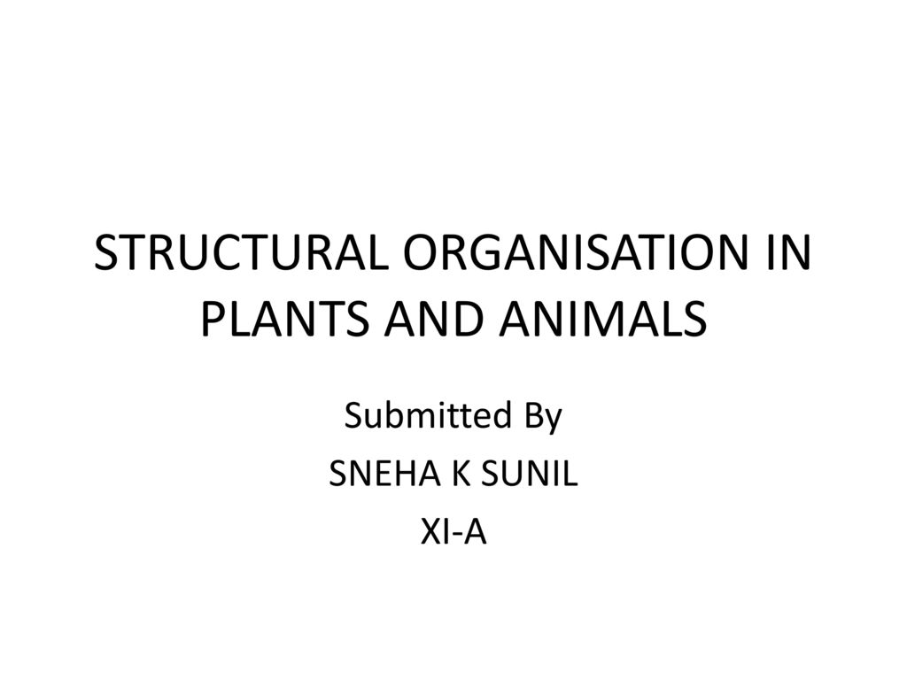 STRUCTURAL ORGANISATION IN PLANTS AND ANIMALS - ppt download