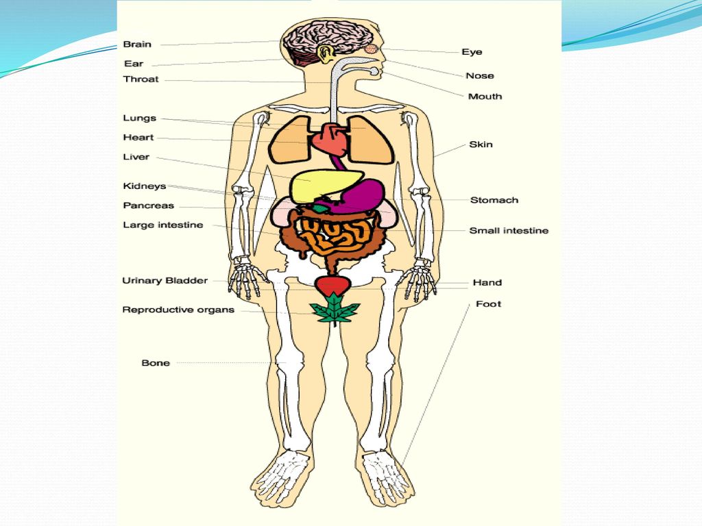 Cancer Cancer – A general term for more than 250 diseases characterized ...