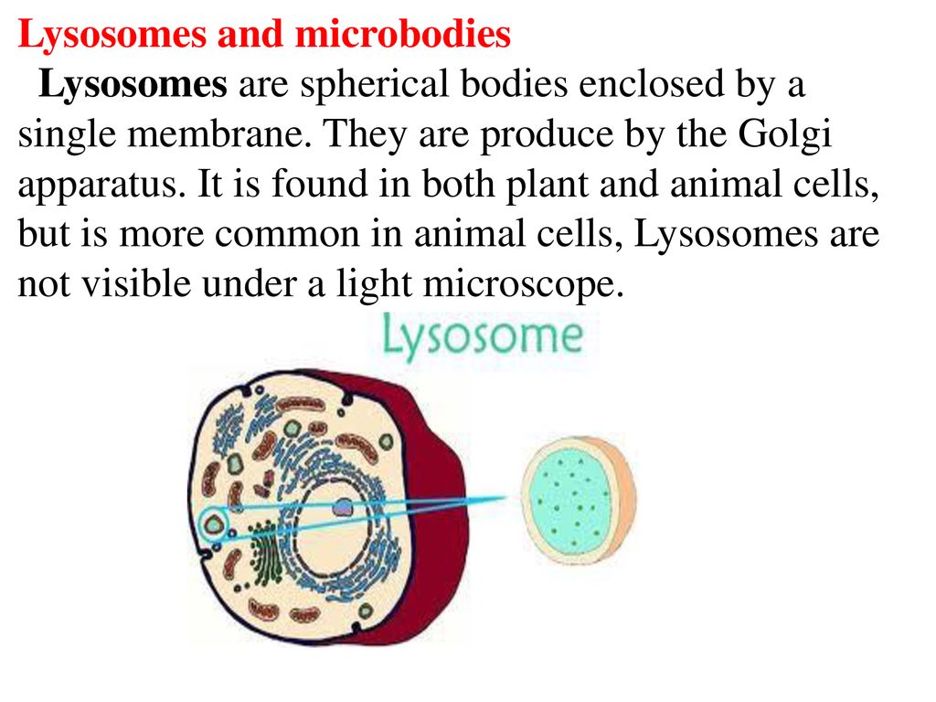 Lysosomes and microbodies - ppt download