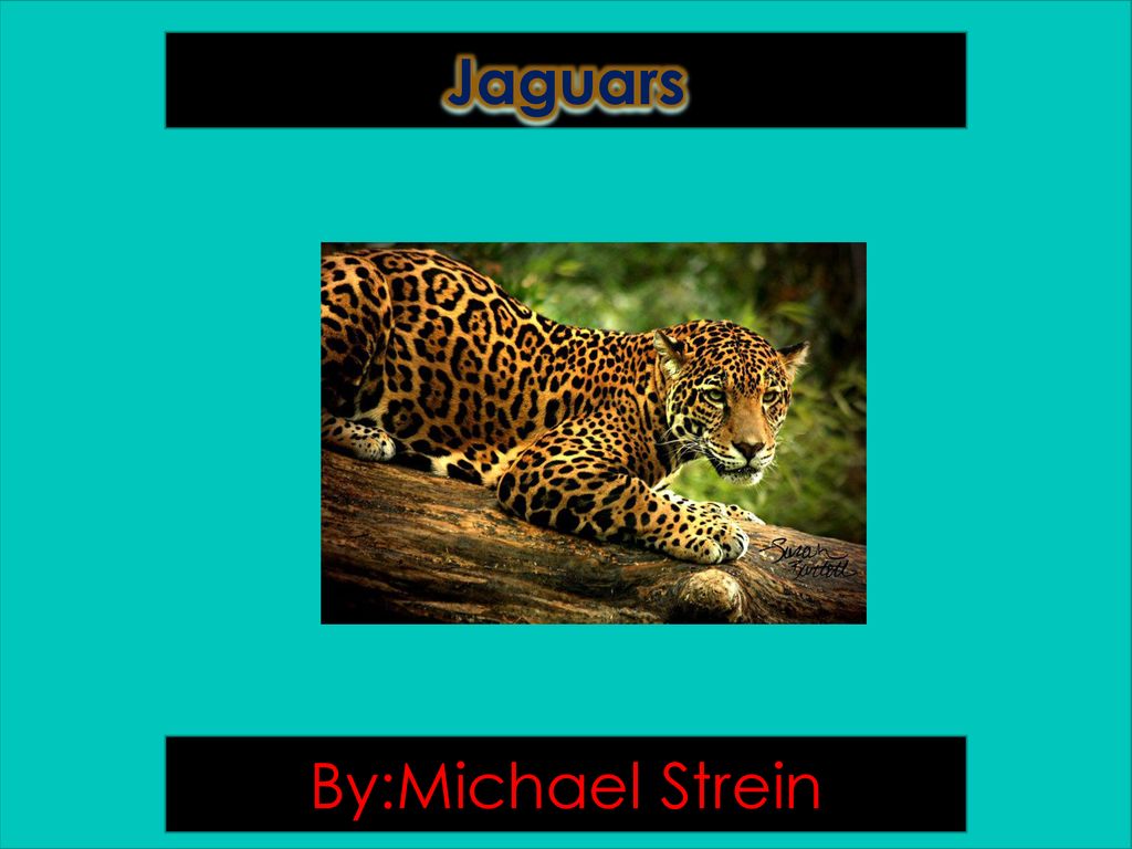 Jaguars By:Michael Strein - ppt download