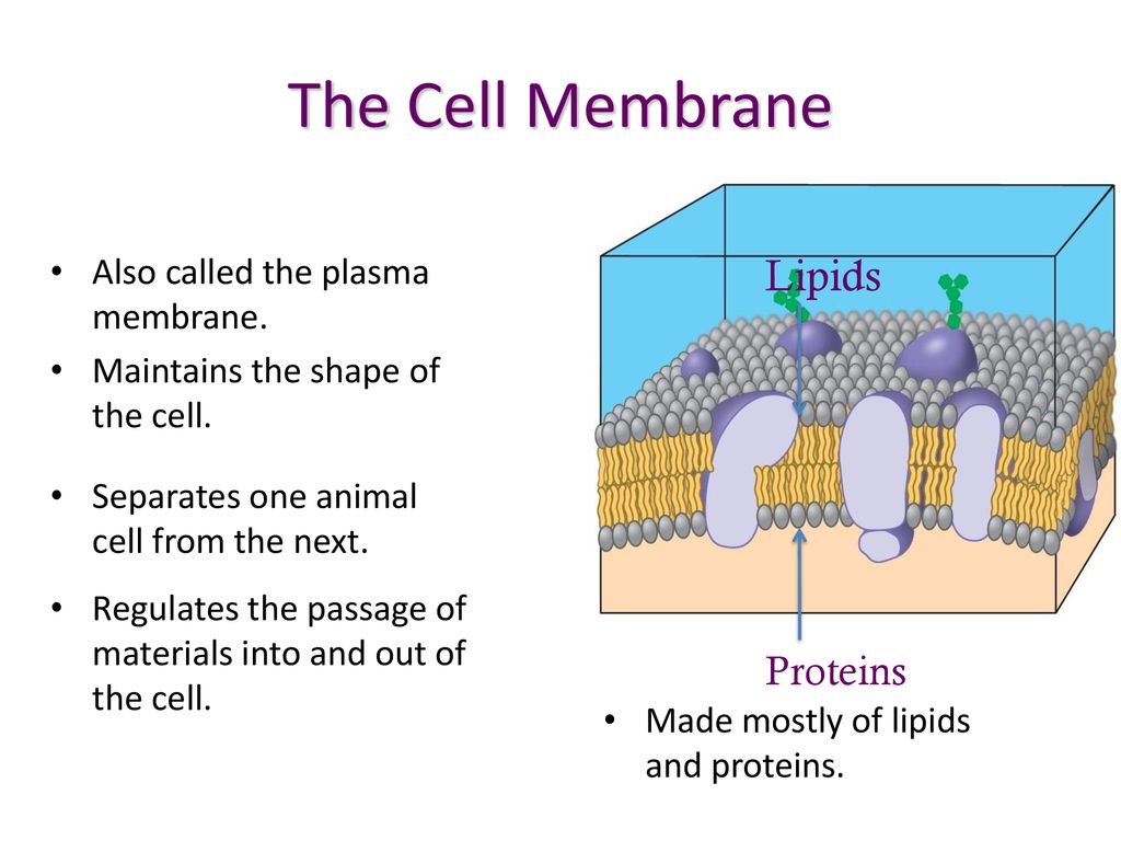 The Cell Membrane Lipids Proteins Also called the plasma membrane. - ppt  download