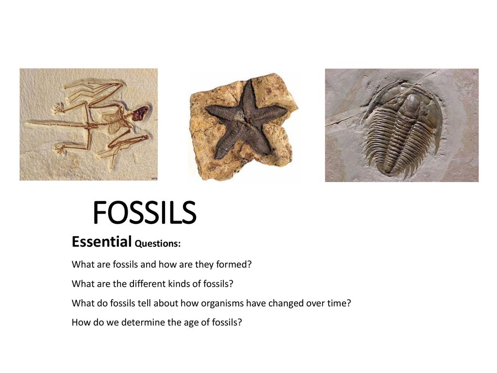 FOSSILS Essential Questions: What are fossils and how are they formed? -  ppt download