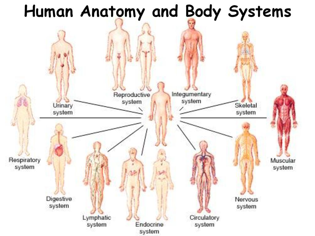 Human Anatomy and Body Systems - ppt download