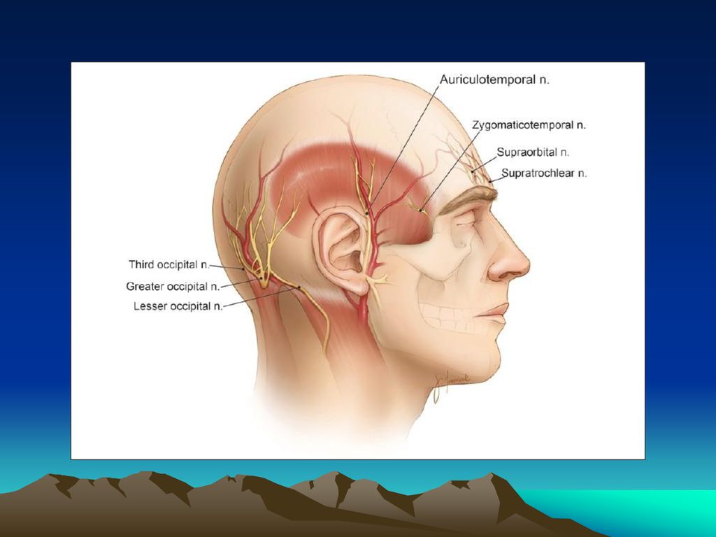 Болит череп сверху. Затылочный и тройничный нерв. Задний ушной нерв анатомия. Тройничный нерв за ухом. Большой затылочный нерв анатомия.