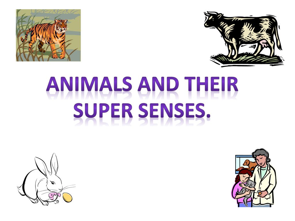 Animals and their super senses.. - ppt download