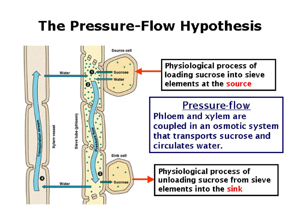 Xylem and Phloem. - ppt download