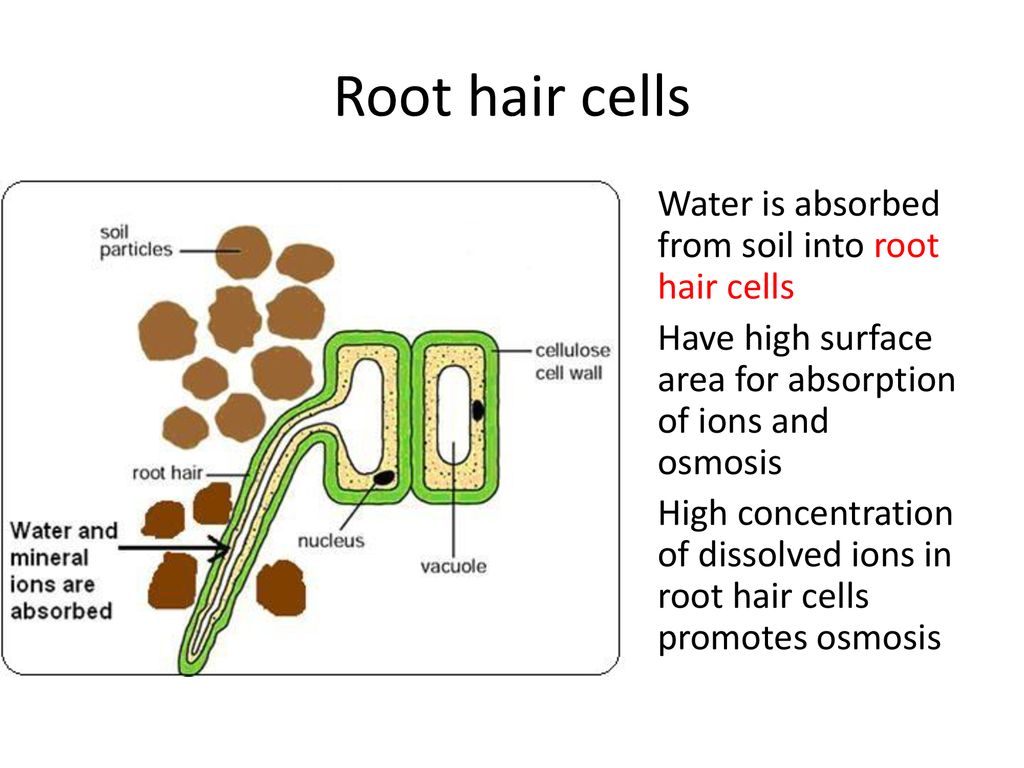 Anatomy of Roots Important Topics, Explanation, Epiblema & Monocot root -  Biology - Aakash Byjus | AESL