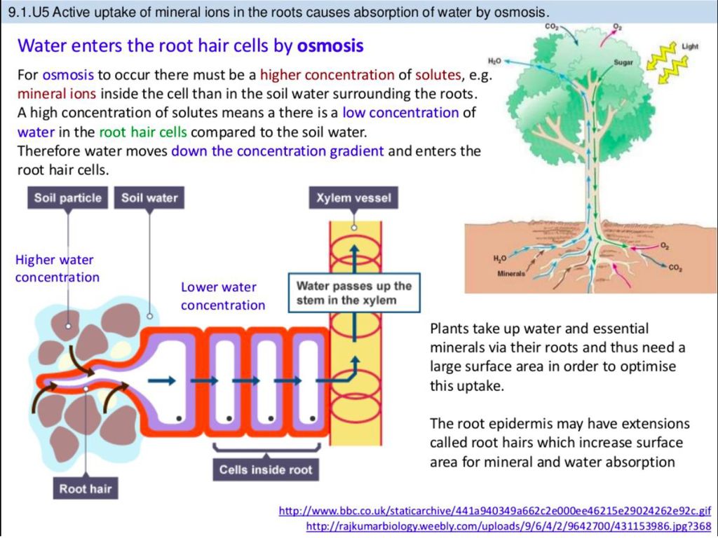 Root hair cells Water is absorbed from soil into root hair cells Have high  surface area for absorption of ions and osmosis High concentration of  dissolved. - ppt download