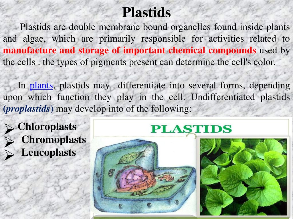 Chloroplasts Chromoplasts Leucoplasts Plastids - ppt download