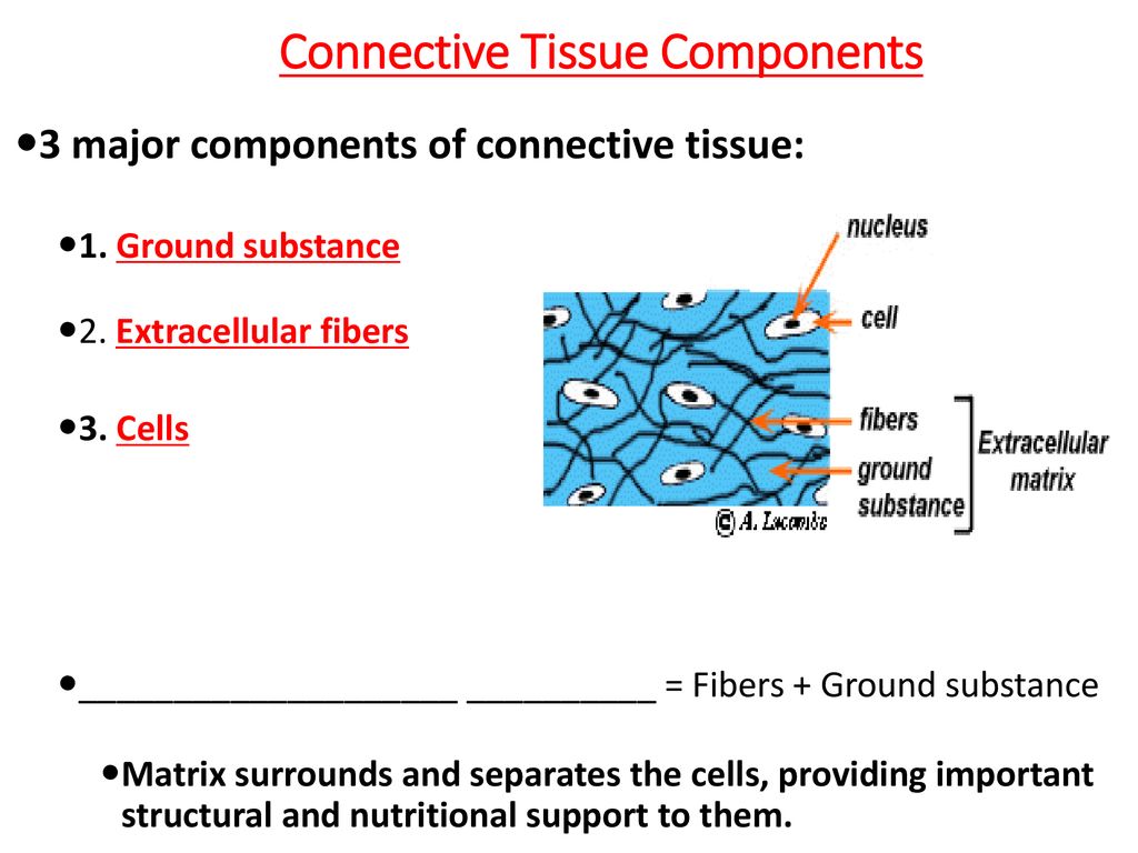 Three main components of connective tissue