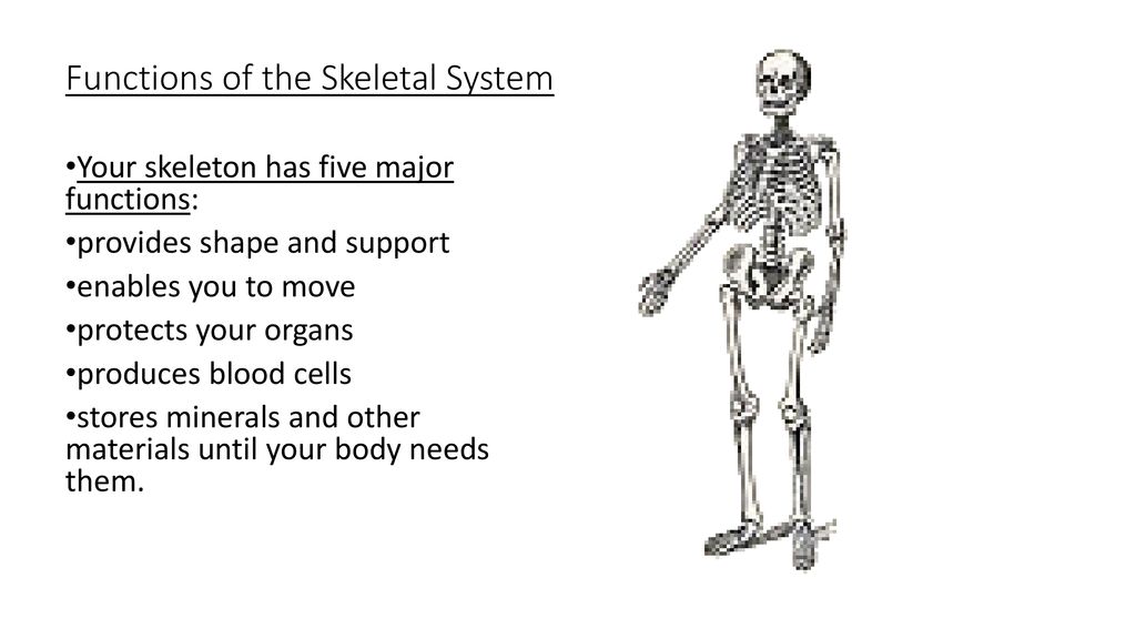 What are the five main functions of the skeletal system Functions Of The Skeletal System Ppt Download
