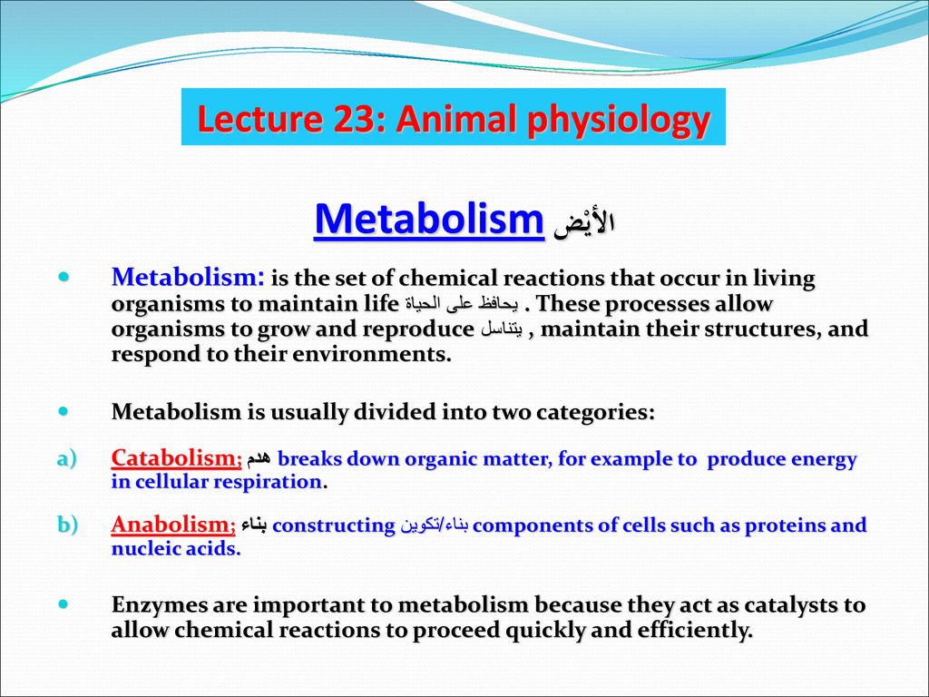 Lecture 23: Animal physiology - ppt download