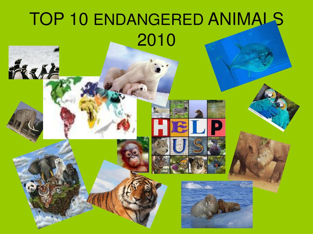 TOP 10 ENDANGERED ANIMALS ppt download