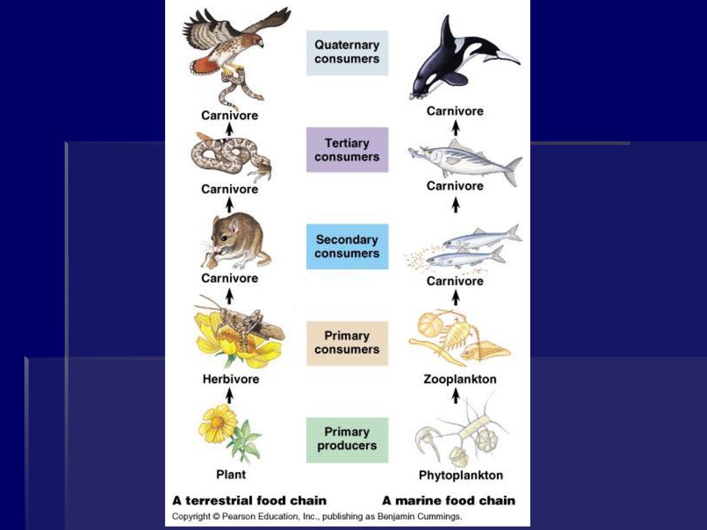 Creative Community Ecology Biology Diagrams