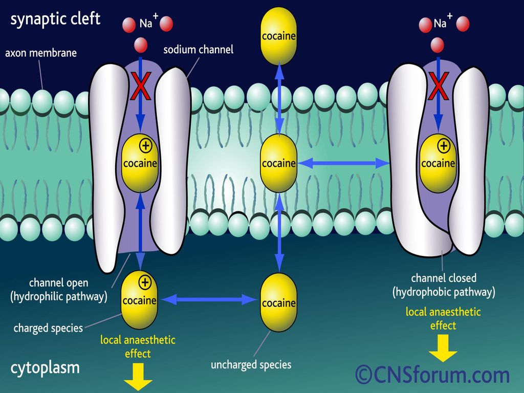 Sodium fabric. Sodium channel. Кокаин блокатор. Lidocaine mechanism of Action. Action potential, sodium channel Blockers.