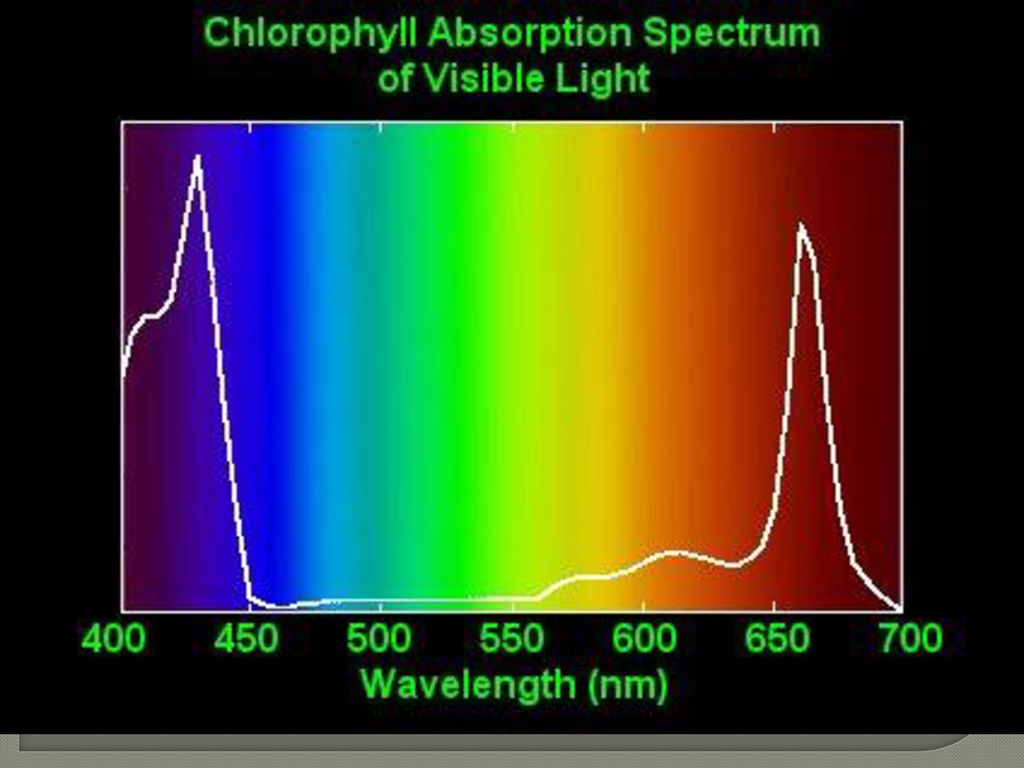 Хлорофиллы поглощают свет