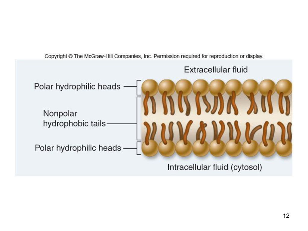 Находился bi. Строение мембраны клетки билипидный слой. Билипидный слой гидрофобная головка. Билипидный слой жиры. Строение биологической мембраны билипидный слой.